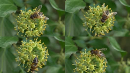 盛开的常春藤上的蜜蜂(Hedera helix)高清在线视频素材下载