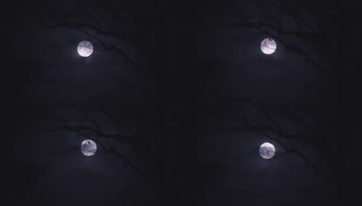 蓝月亮在树林后面升起高清在线视频素材下载