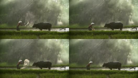 亚洲稻农用水牛的传统方式犁地，为雨季做准备高清在线视频素材下载