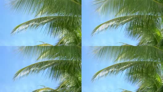 美丽的棕榈树在4K慢镜头高清在线视频素材下载