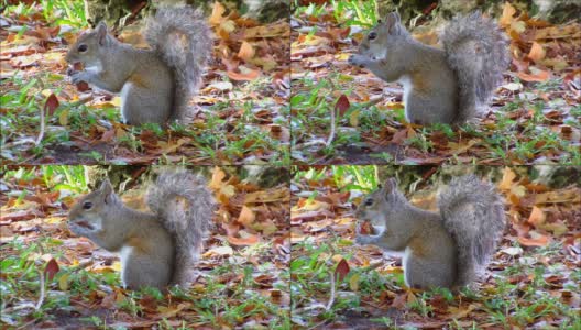 一只灰色的松鼠在咀嚼坚果高清在线视频素材下载