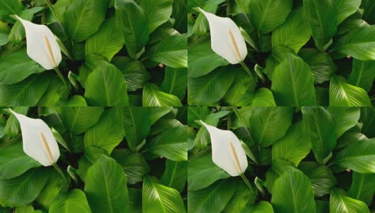 温柔的白色马蹄莲花从绿色新鲜的叶子在背景高清在线视频素材下载