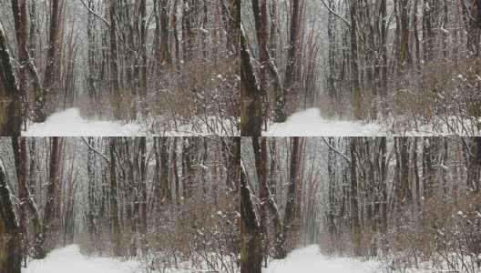 冬季公园的小路。雪从森林的树上飘落下来。高清在线视频素材下载
