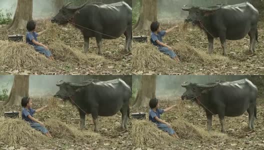 亚洲女孩喂干草给她的水牛在农村，农村生活概念。高清在线视频素材下载