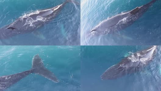 南极洲的鲸鱼高清在线视频素材下载