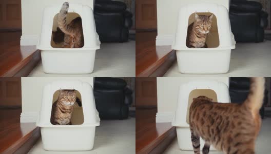使用猫砂盆的4K猫高清在线视频素材下载