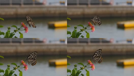 花上的蝴蝶在海边高清在线视频素材下载
