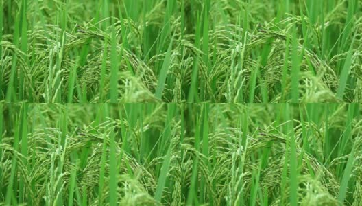 慢镜头:在阳光明媚的巴厘岛，一个有机农业农场上，一株水稻在美丽的稻田上生长，上面的水稻穗的细节。茎上成熟的种子。秋收前谷物高清在线视频素材下载
