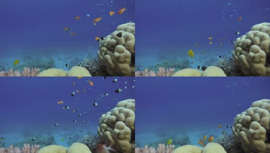 海洋中的生命。热带鱼和珊瑚礁。美丽的珊瑚。高清在线视频素材下载