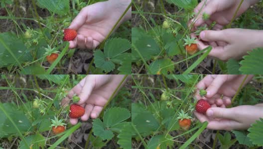 草莓的特写。孩子考虑一个成熟的红草莓生长在绿色的灌木和撕下它。高清在线视频素材下载