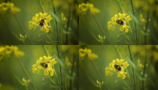 蜜蜂从芥菜花蜜中采集花蜜的慢动作。高清在线视频素材下载