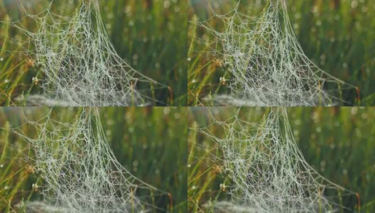 蜘蛛网覆盖着晨露在沼泽地高清在线视频素材下载