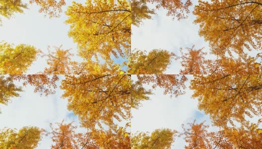 银杏树在秋天泛黄高清在线视频素材下载