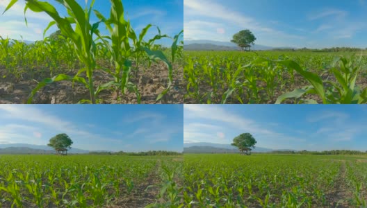 倾斜的景观绿色玉米农场在农业花园泰国。吊车镜头，4k码高清在线视频素材下载