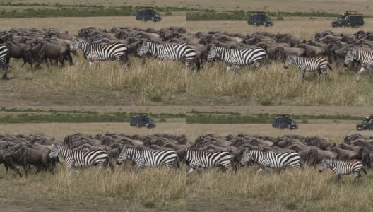 格兰特斑马，波切利波米马，蓝色角马，牛羚，一起走过萨凡纳，游客，马赛马拉公园在肯尼亚，慢镜头高清在线视频素材下载
