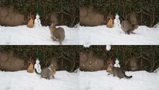 虎斑猫和雪人高清在线视频素材下载