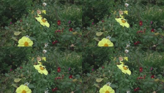 两只蜜蜂从一朵黄花上采集花蜜高清在线视频素材下载