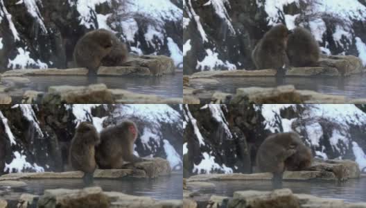 著名的雪猴在日本雪山的天然温泉中梳洗高清在线视频素材下载