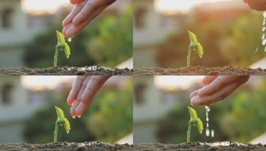 园丁的手在花园里肥沃的土壤上浇水高清在线视频素材下载
