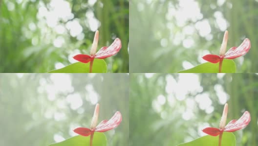 特写红掌，又名尾花，火烈鸟花和蕾丝叶与美丽的绿色自然散景背景。4K热带花边花在春天的花园与雾流动。高清在线视频素材下载