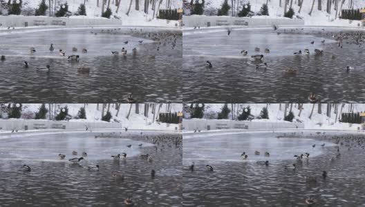 冬天鸭子在城市的池塘里游泳。冬天，一群鸟在结冰的池塘上。动物生活在城市严酷寒冷季节的环境中。高清在线视频素材下载