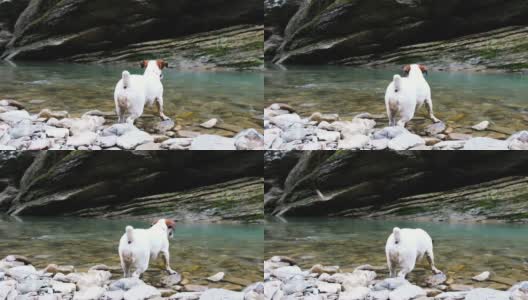 一只小狗杰克罗素梗不想下水，小狗站在河边的森林里，4k高清在线视频素材下载