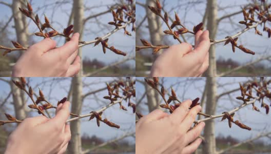 女人的手摸着杨树枝上黏黏的下拉芽高清在线视频素材下载