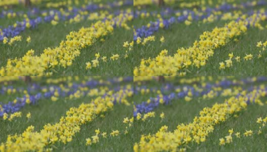 野生水仙花，水仙。一个春天的黄花生长在户外的一个公园在春天的季节高清在线视频素材下载
