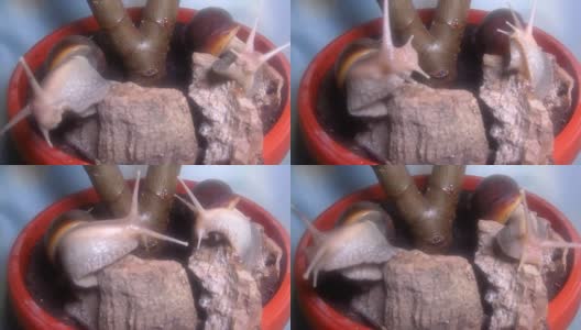 阿查蒂娜蜗牛高清在线视频素材下载