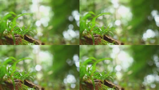 特写美丽的小草植物与明亮的散景背景。清新绿色的春天背景为生态概念，空白的设计文字。特写微距与短深度的焦点。高清在线视频素材下载