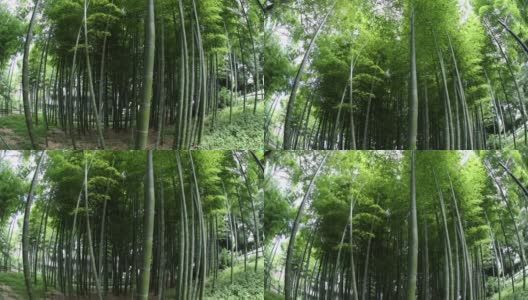 美丽的竹林传统公园白天鱼目倾侧高清在线视频素材下载