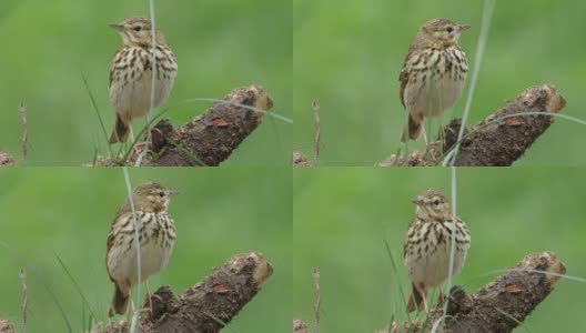 白桦树鹨(白花Anthus trivialis)春季鸣禽，白俄罗斯高清在线视频素材下载