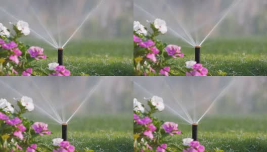 夏季花园用塑料喷灌机用水灌溉草坪花坛。在旱季浇灌绿色植物，保持其新鲜。高清在线视频素材下载