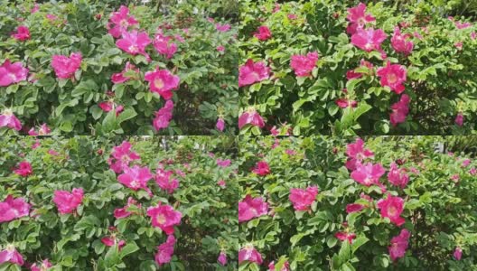 一丛绿色的玫瑰花丛开出亮粉色的花朵，在风中摇曳高清在线视频素材下载