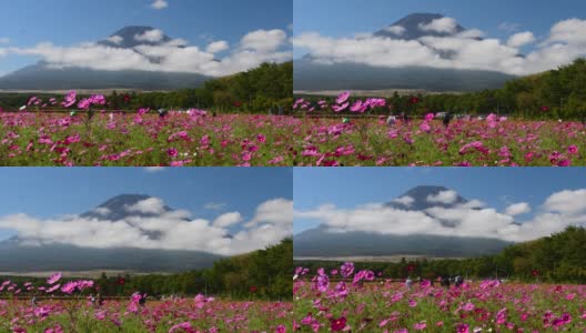 樱花盛开的富士山高清在线视频素材下载