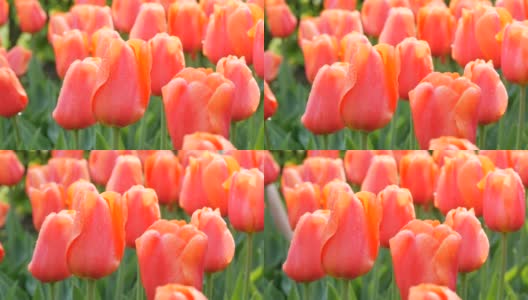 美丽的大粉红色开花郁金香与露珠花瓣在春天的花园高清在线视频素材下载