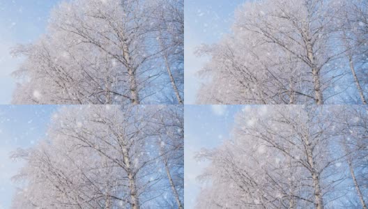 寒冷的天气。冬天的森林里有软绵绵的雪。白桦树与美丽的皇冠特写。阳光明媚的早晨。底视图高清在线视频素材下载