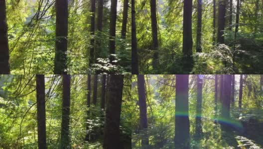 森林在壮丽的日出，光线穿过树枝。阳光灿烂的魔法森林在阳光下，强大的树木和春天的色彩高清在线视频素材下载