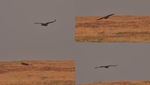 卡尔梅基亚的灰秃鹰(埃及秃鹰)高清在线视频素材下载