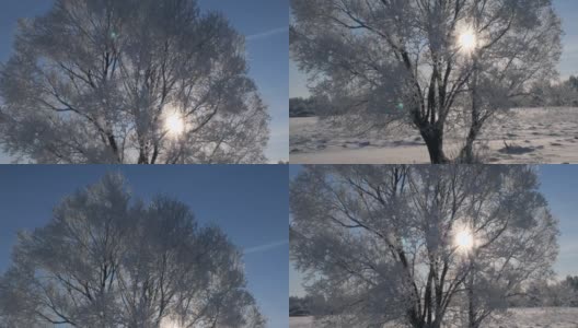 阳光明媚的霜冻冬日。太阳透过一棵结满白霜的大树的树枝照进来高清在线视频素材下载
