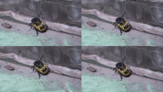 白天，一只黄黑相间的甲虫在一所房子的陶瓷地板上的特写，4K格式高清在线视频素材下载