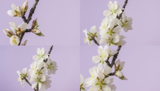 杏花盛开在一个水平时间推移4k视频粉红背景。放大梅花在春天开花的视频。高清在线视频素材下载