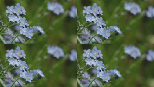 蓝色的花浇灌了寒冷的春雨高清在线视频素材下载