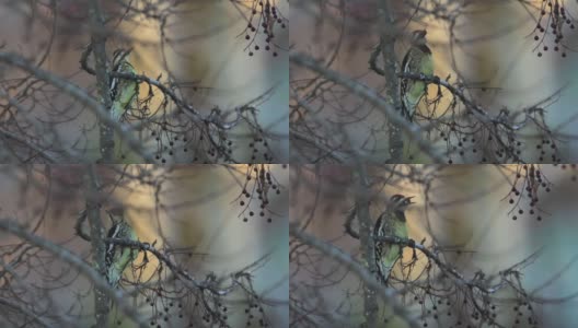啄木鸟吃黄肚皮高清在线视频素材下载