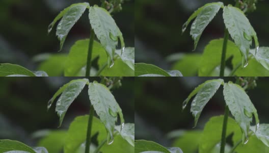 一场大雨过后，春雨滴在树叶上是美丽的，清晰得像一声哨子高清在线视频素材下载