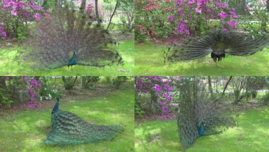 孔雀在花园里展翅飞翔。高清在线视频素材下载