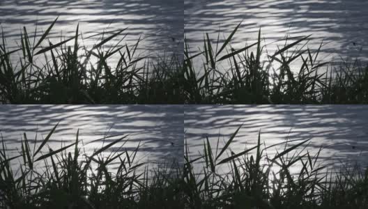 舞动的草在金属水面背景高清在线视频素材下载