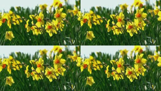 Daffodil_flowers高清在线视频素材下载