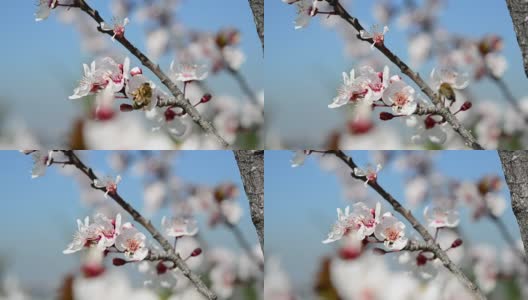 蜜蜂飞越梅花高清在线视频素材下载