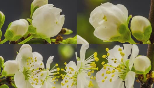 野生梅花盛开-时间流逝在黑色背景高清在线视频素材下载